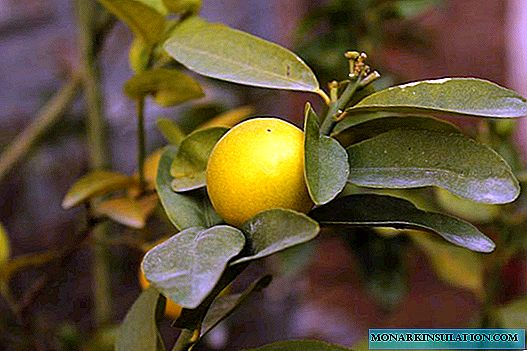 Вътрешен лимон: засаждане и грижи