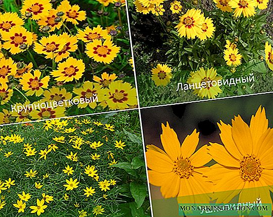Coreopsis: planting and care in the open ground