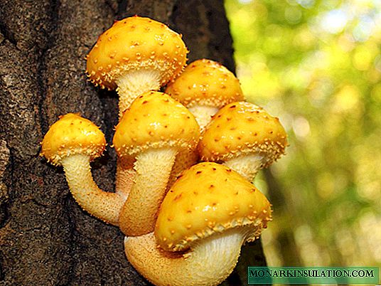 Royal mushrooms or flake golden