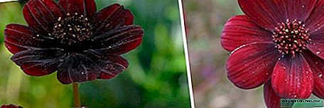 Cosmea Chocolate (črna): gojenje in skrb za cvet