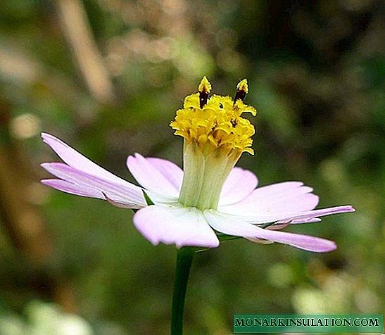 Cosmea: varieties, planting and care
