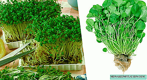 Watercress: types, cultivation methods