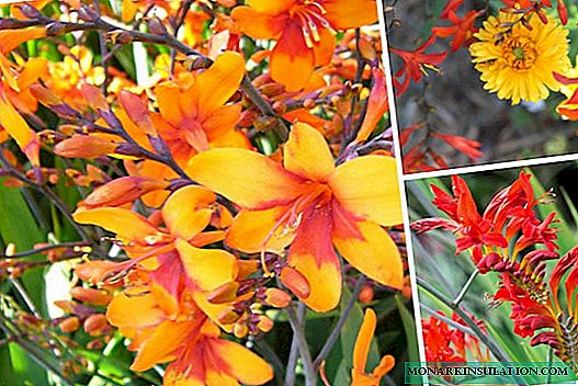 Crocosmia: planting and care in the open ground