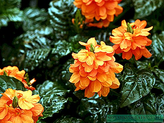 Crossandra: features, types and varieties, care
