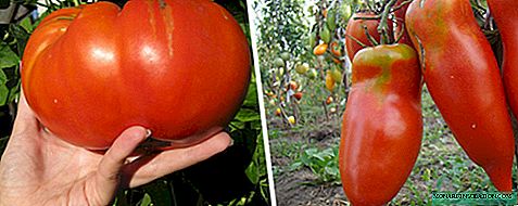 Varietas besar tomat untuk rumah kaca dan tanah terbuka