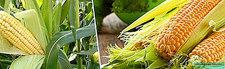 الذرة: أصناف وخصائص الزراعة لمختلف المناطق
