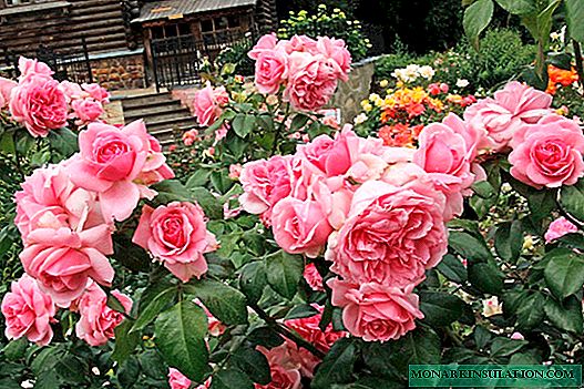 الورود شجيرة: وصف الأنواع ، الأصناف ، ميزات الرعاية