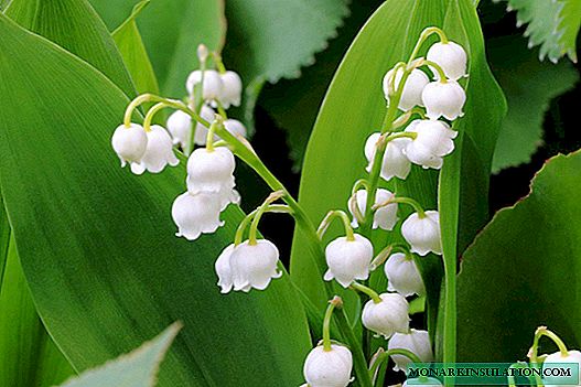 Lily of the valley - spring flower from the Red Book: description, types, photo