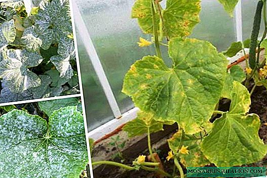 Treatment and prevention of powdery mildew on cucumbers