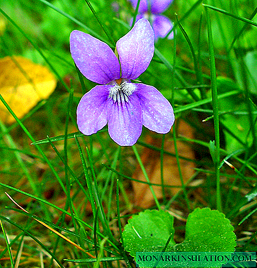 Forest violet and its characteristic features