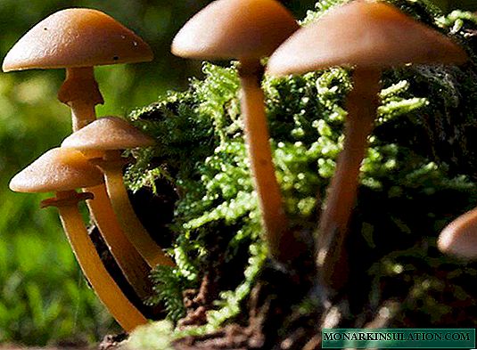Cogumelos de verão e suas diferenças de falsas