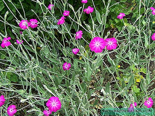 Lychnis: species, planting and care in the open ground