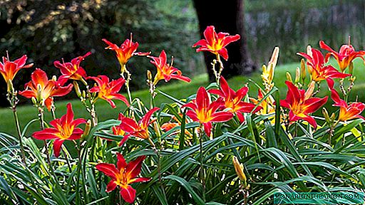 Daylily: varieties, planting and care in the open ground