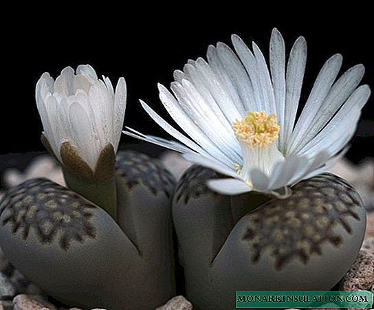 Lithops: tips for growing and caring