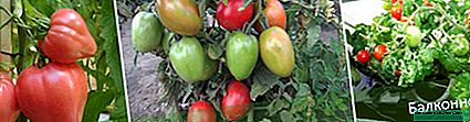 The best varieties of tomatoes that do not require pinching