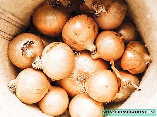 Set di cipolle: semina e cura