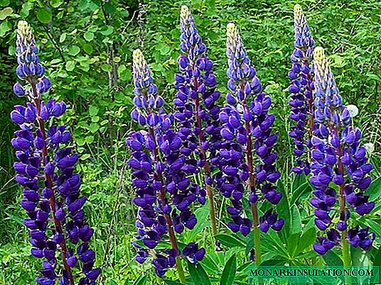 Lupine: landing and care