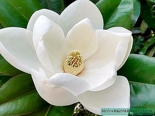 Magnolia: semua tentang bunga, foto