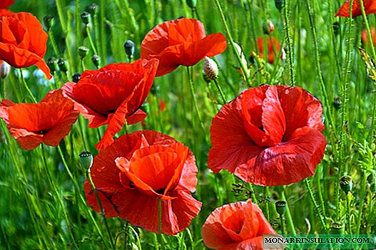 Poppy: peony, oriental and others, cultivation