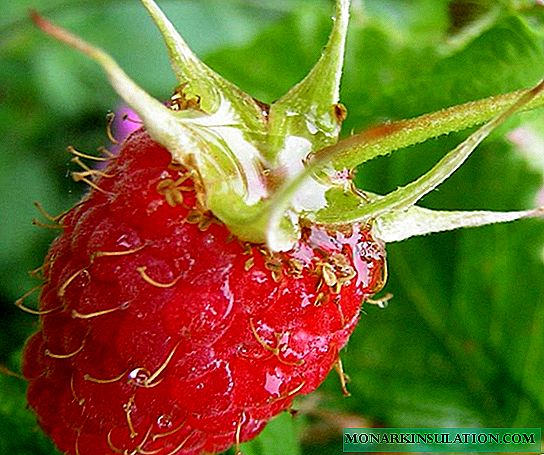 Raspberries: planting, pruning, care, benefit and harm