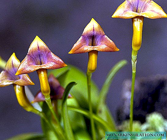 Masdevallia: opis orchidey, jej druhov, starostlivosti