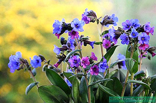 Lungwort: planting, care, healing properties