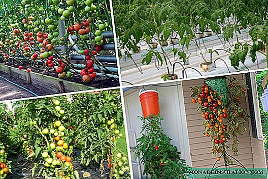 Methoden zum Anbau von Tomaten mit schrittweisen Anweisungen