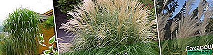 Miscanthus: how to plant, care tips