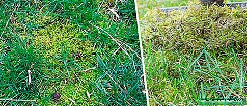 Moss on the lawn: reasons to get rid