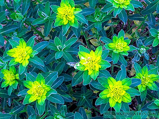 Euphorbia have: plantning og pleje