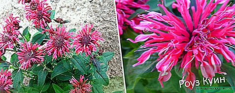 Monarda: planting and care in the open ground