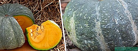 Marble pumpkin: variety description, planting and care
