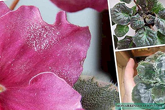 Oïdium sur les violettes: pourquoi il apparaît et comment y faire face