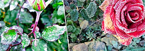 Powdery mildew on roses: description and control measures