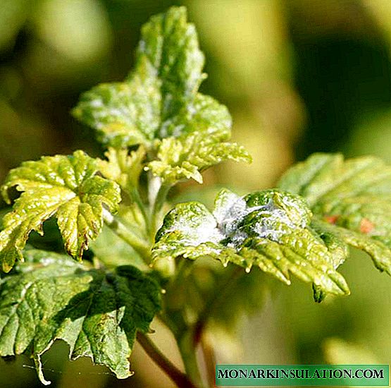 Powdery mildew on currants - control measures and treatment