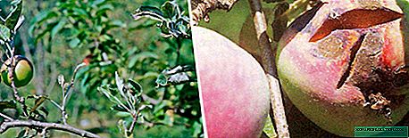Oídio em uma macieira: causas e métodos de controle