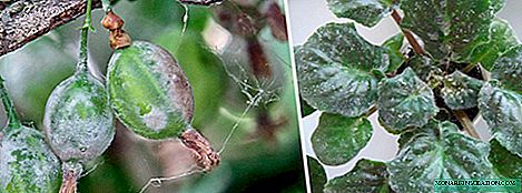 Powdery mildew: common and false, manifestations, control measures