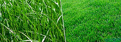 עשב כחול: מיני דשא, תיאורם, יישוםם, תכונות הטיפוח
