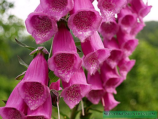Digitalis: Planting and Care