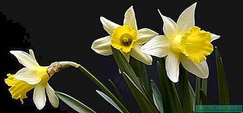 Narcisy v květináči: výsadba a péče