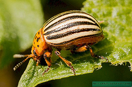 Pemulihan rakyat untuk kumbang kentang Colorado