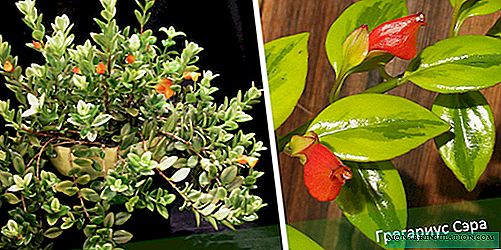 Nemantanthus: deskripsi, jenis dan varietas, perawatan + kesalahan tumbuh