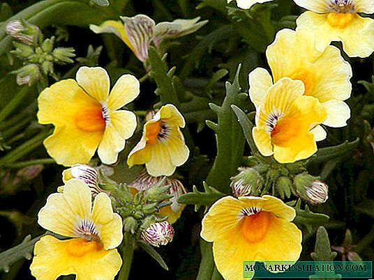 Nemesia: all about planting, care, varieties