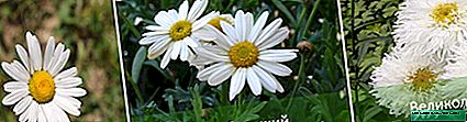 Leucanthemum (garden chamomile): planting and care in the open ground