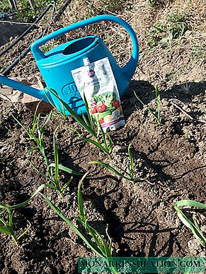 About winter garlic: how to plant and fertilize today
