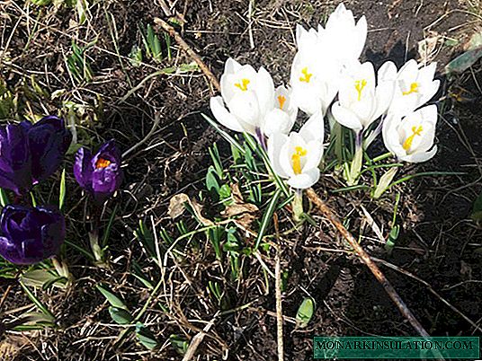 On the care of crocuses in early spring. What am I doing.