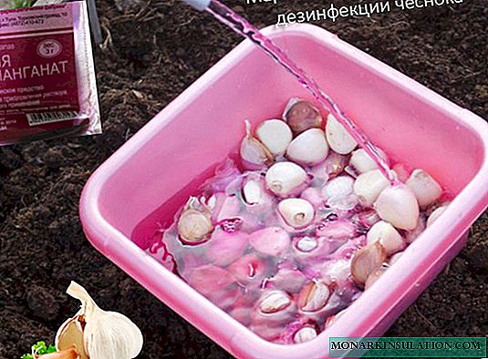 Processing garlic before planting in the fall