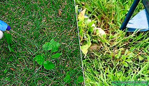 Weed Lawn Treatment