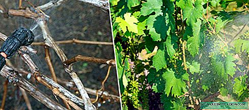 Processing grapes from pests and diseases in the spring