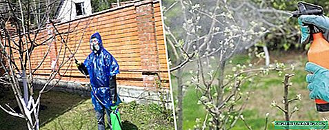 Behandler epletrær om våren fra sykdommer og skadedyr